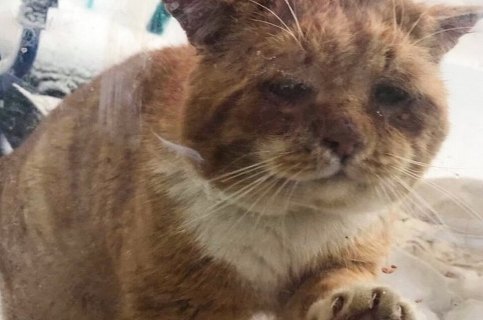 Две собаки сепия. Чем животные отправляются. Отправить животных. Красивые собаки. Коробки для перевоза животных.