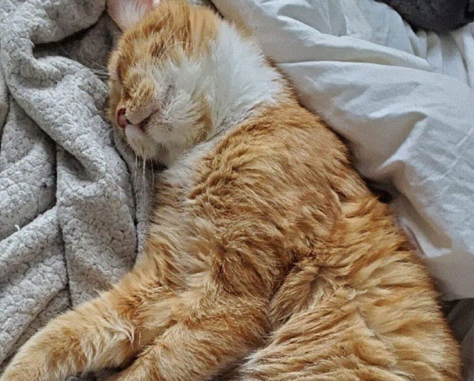 Аслан обожает спать на мягком одеяле, ведь на улице такого не найти