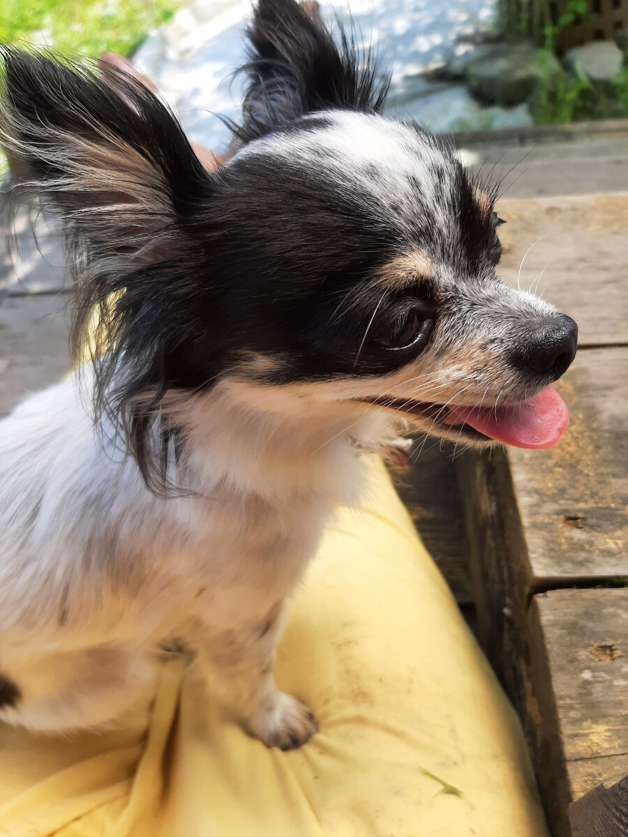 будущий неуправляемый монстр