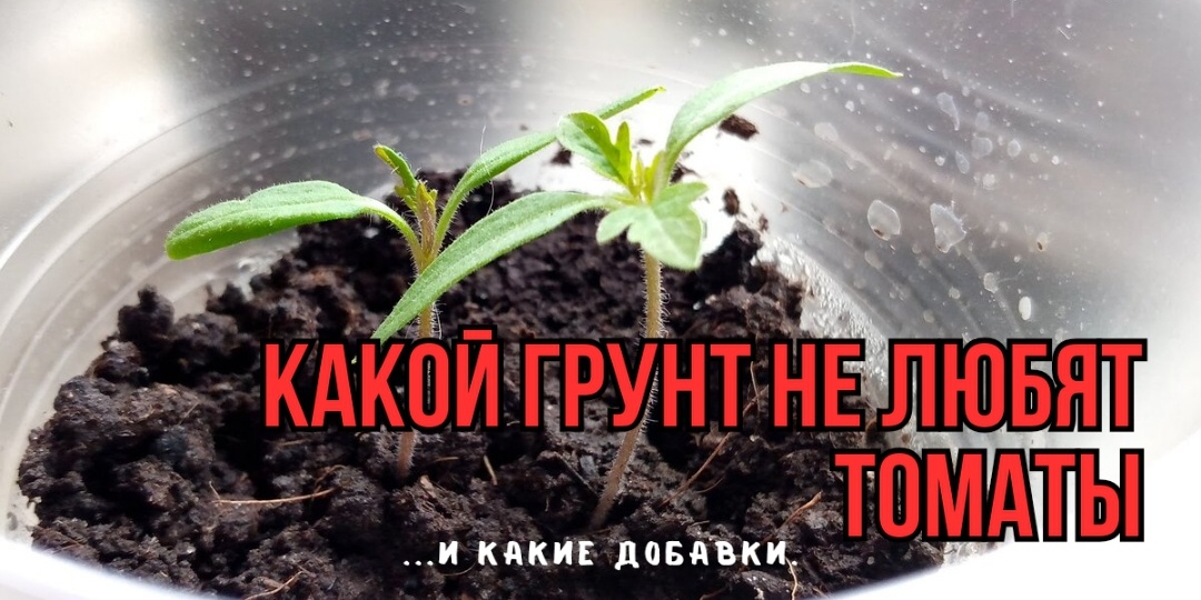 Грунт для рассады томатов: 4 бесполезных добавки - и не полезных. Перестала добавлять и рада: рассада крепче, не вытягивается, не желтеет
