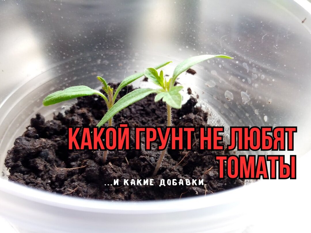 «механика мерзлых грунтов». Грунтовые. "механика грунтов". Механика грунтов 1951. Сваи тисэ.