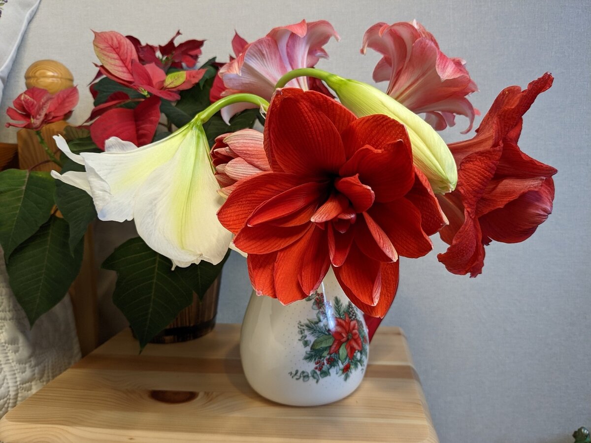 Гиппеаструмы, которые приносят автору много радости