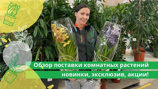 ОБЗОР ПОСТАВКИ КОМНАТНЫХ РАСТЕНИЙ: НОВИНКИ, ЭКСКЛЮЗИВ, АКЦИИ 🌿