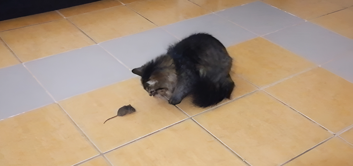 Тот момент, когда кошка сама принесла мышь в дом.