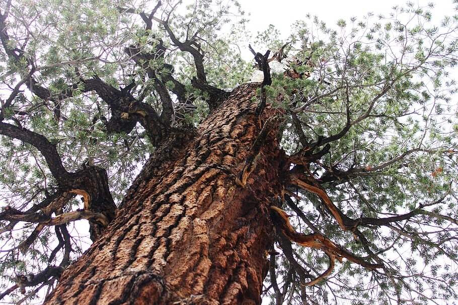 Лиственные деревья для детей. Деревья заголовок. Деревья для дошкольников. Деревья для дошкольников. Лиственные деревья для детей.