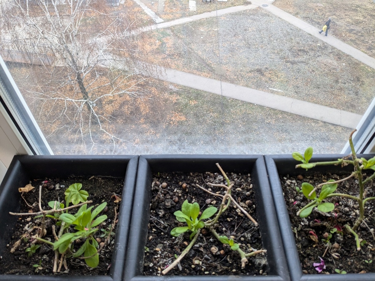 Петуния Diana так и приехала с дачи в ящике