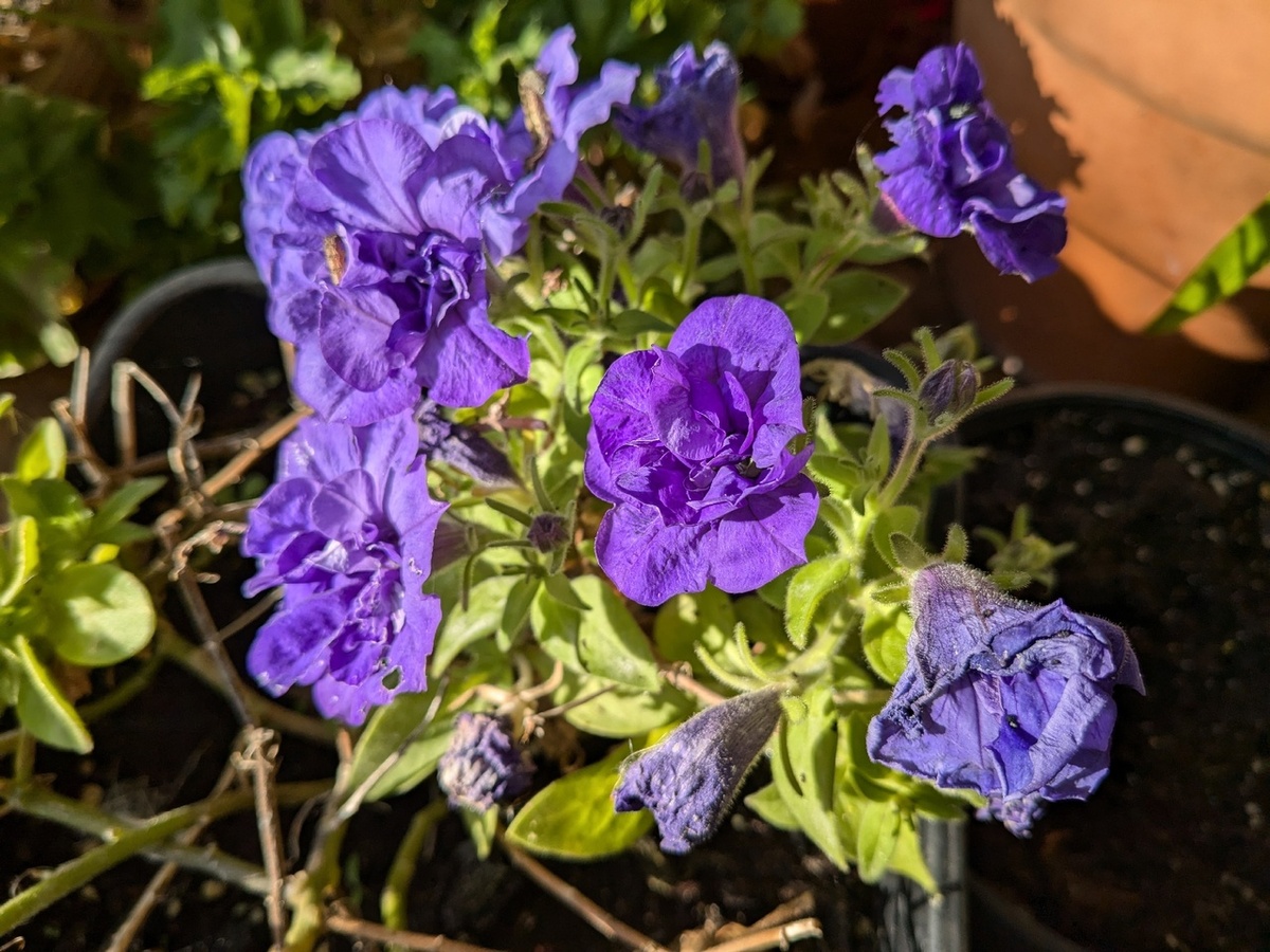 Подготовленный к перевозке маточник петунии сорта Sophia зацвёл
