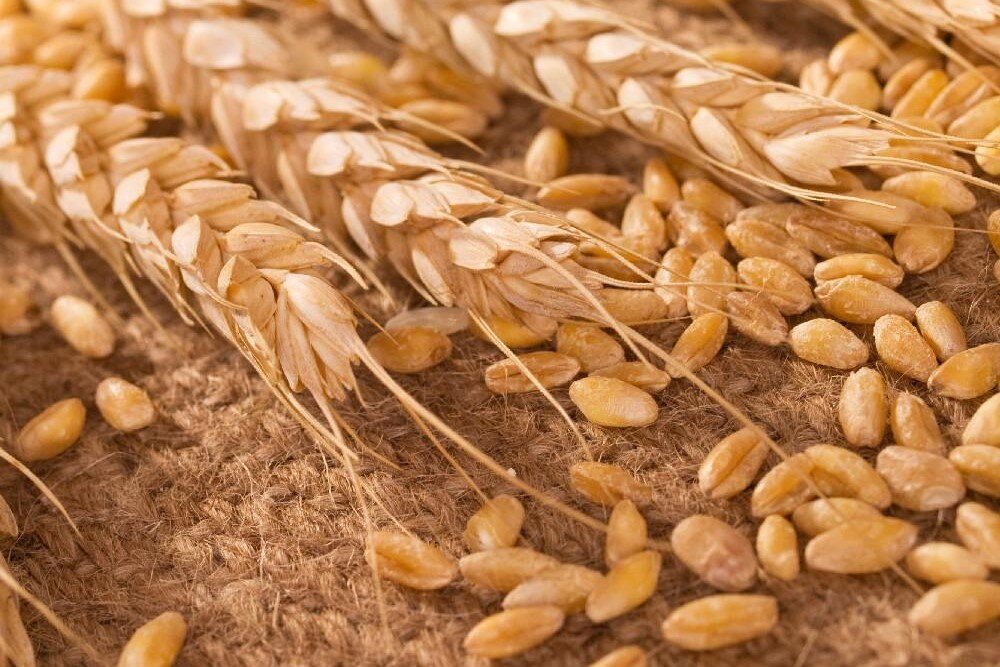 Сорт озимой пшеницы «безостая- 11»;. Пшеница 5 букв. Колос исполнитель. Сорт озимой пшеницы безостая-1. Сорт пшеницы добрыня.