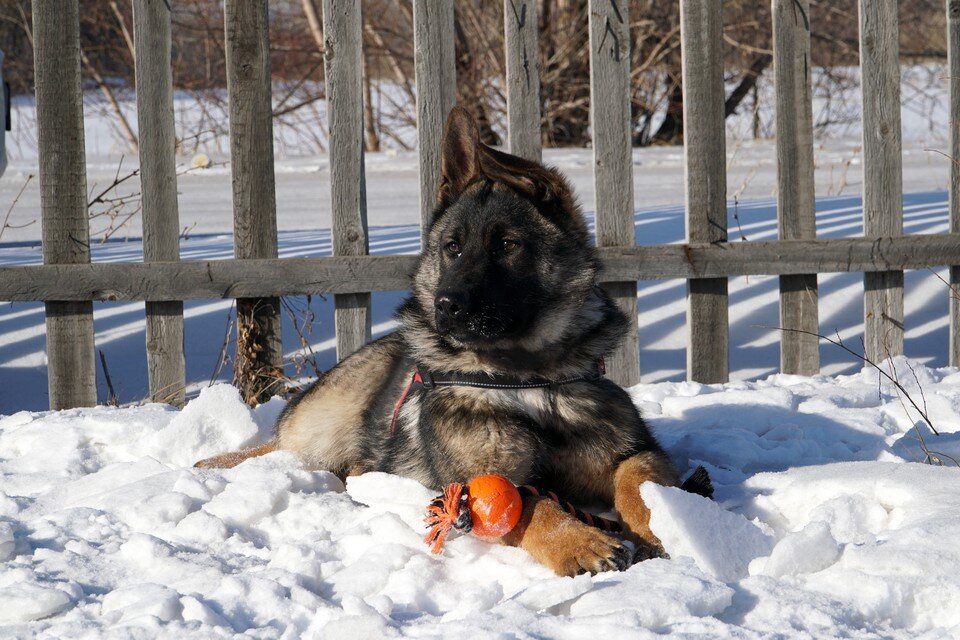    «Куська» – любимая игрушка у щенков пресс-службы УФСИН России по Алтайскому краю