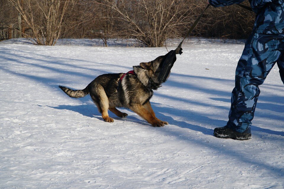    Щенков породы немецкая овчарка привезли на Алтай в конце прошлого года пресс-службы УФСИН России по Алтайскому краю