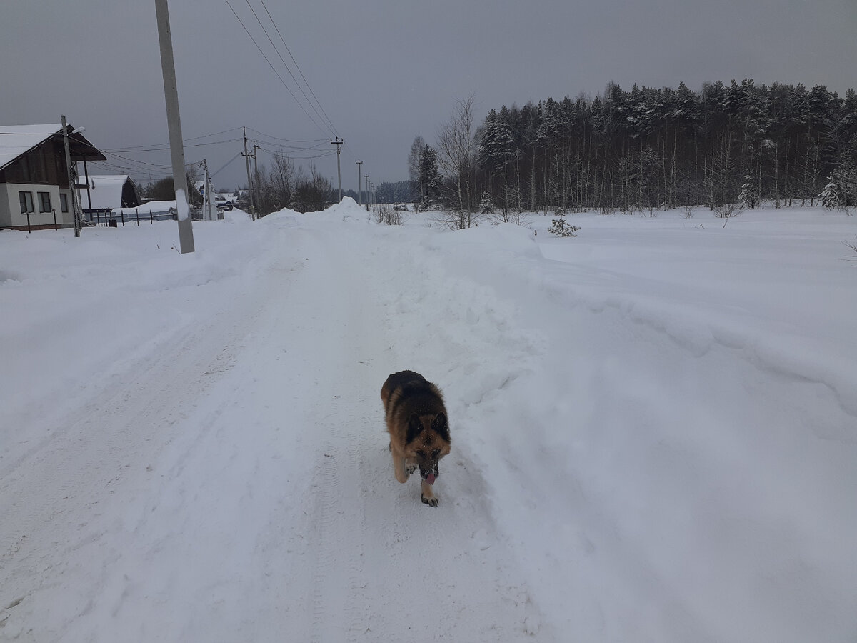 такса и дог. собака в шапке и шарфе. рыжая собака. теплые собаки. шапка 'собака'.