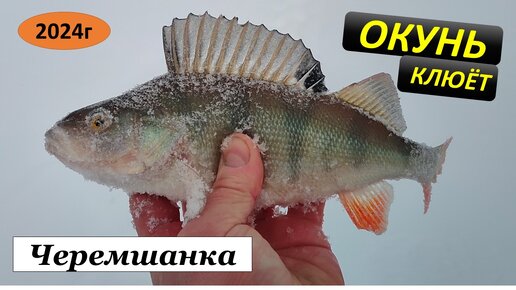 Окунь клюёт. Черемшанка. 27.01.24г.