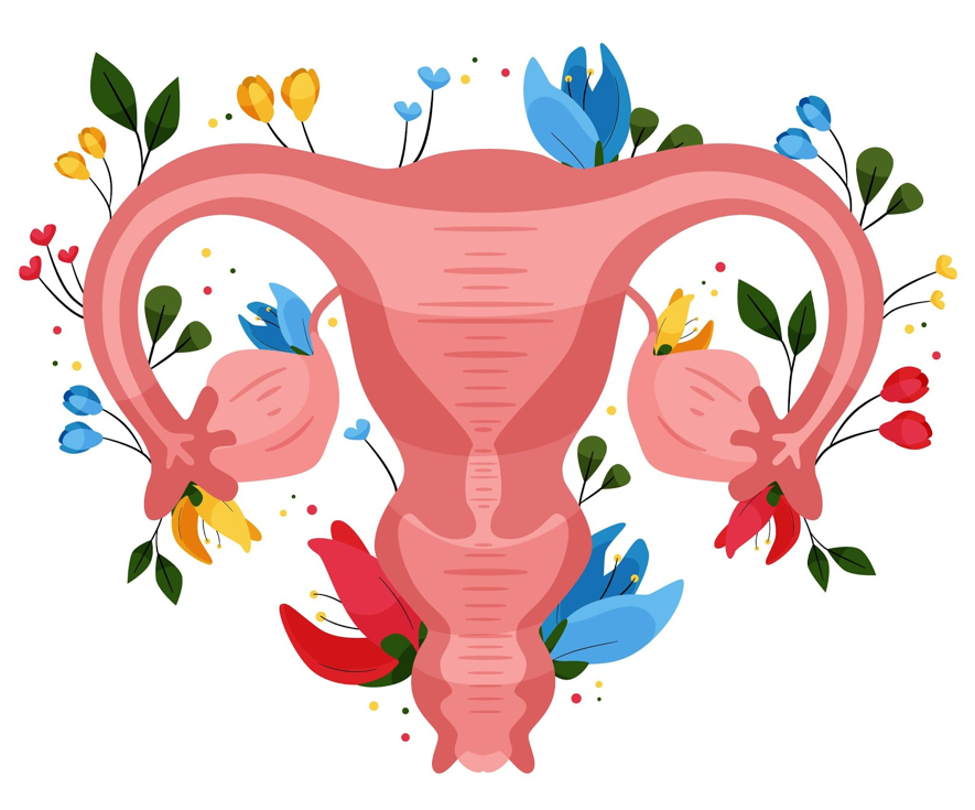Репродуктивная женская половая система. Репродуктивная система матки. Репродуктивная система женщины женские половые органы. Изображение женской репродуктивной системы. Строение женской репродуктивной системы.