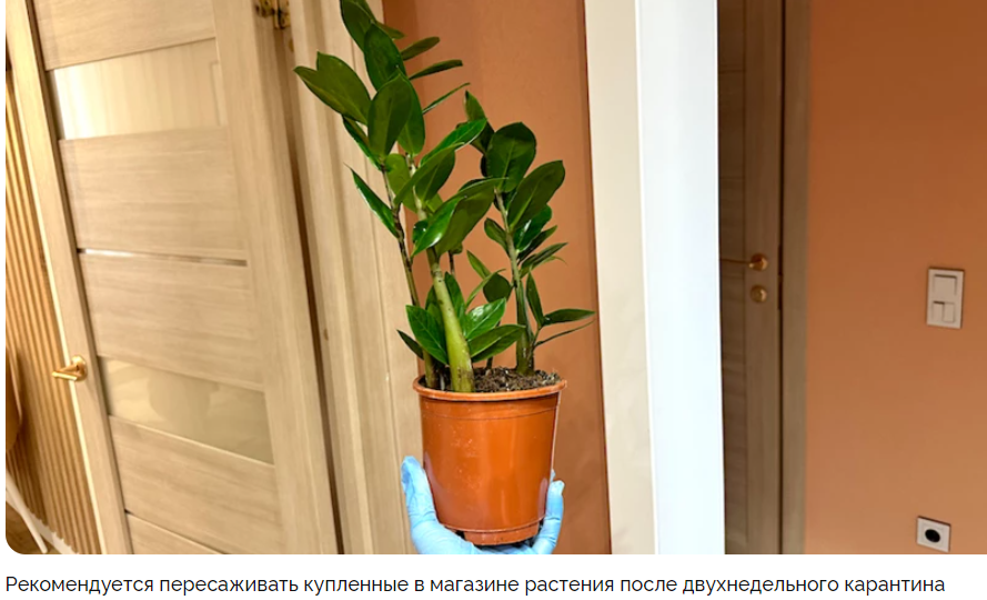 Пересадка замиокулькаса в домашних условиях после покупк