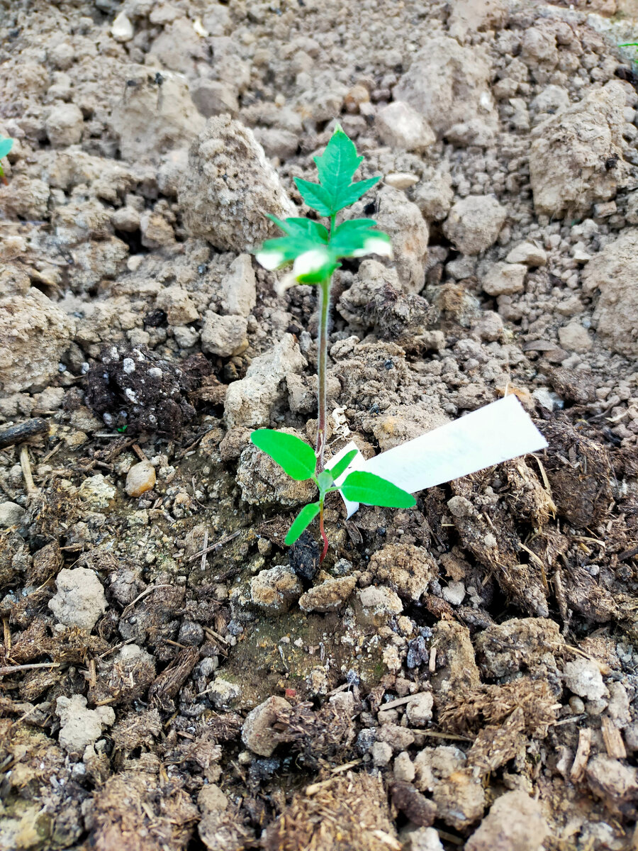 рассада баклажан галинэ. баклажан сорт черноморец. всходы рассады баклажан. баклажан король севера f1. когда сеять баклажаны в 2024 году.