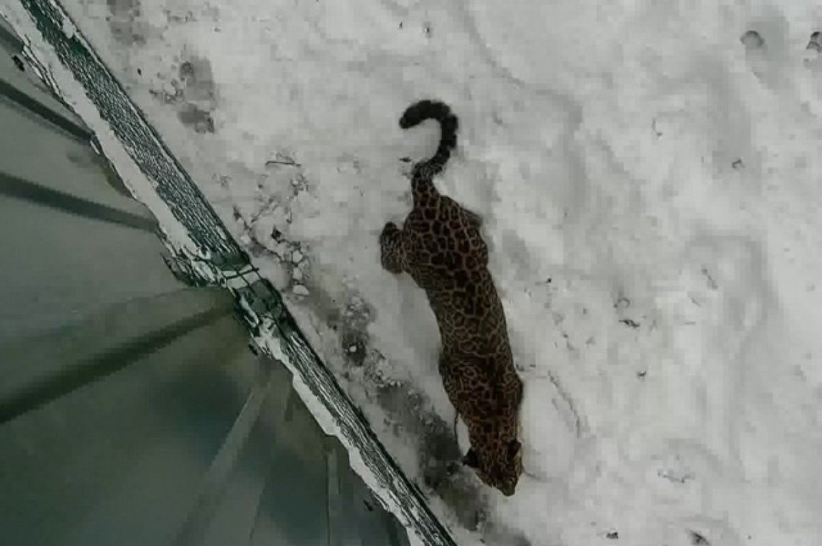    Трехлапая самка леопарда из Сочи снова беременна