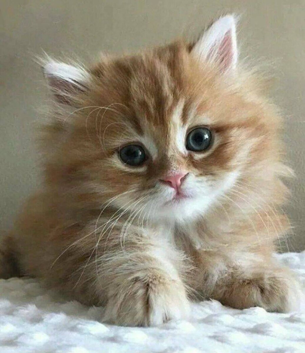 Фото с просторов интернета