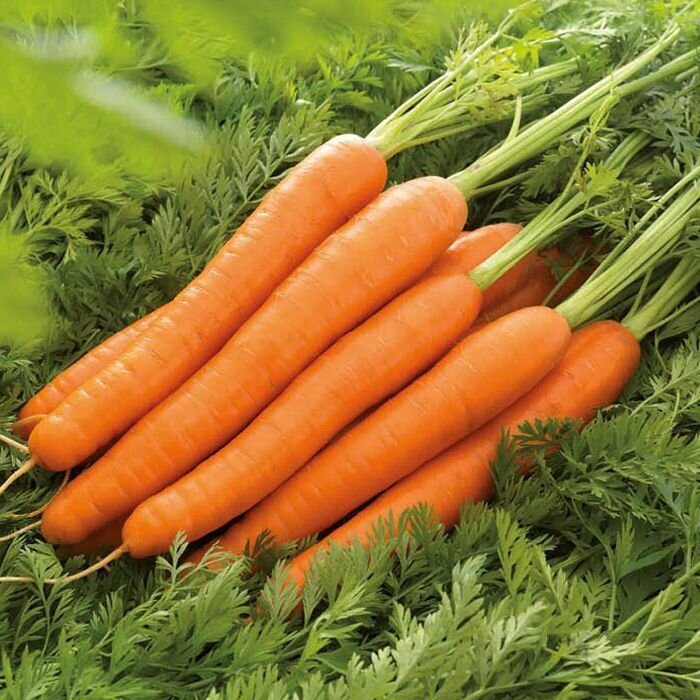 12 беспроигрышных сортов и гибридов моркови – урожай порадует!