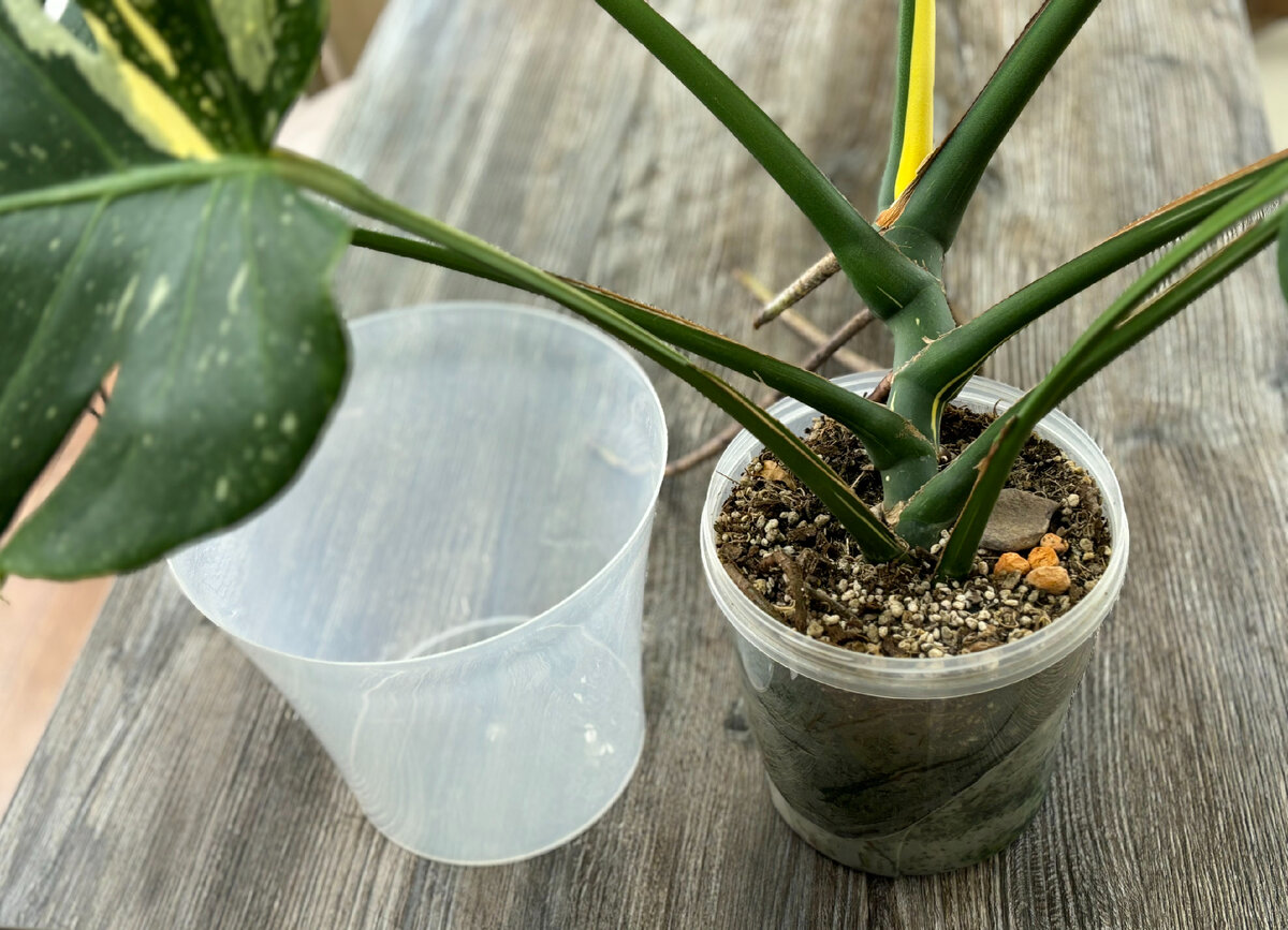 Монстера перед пересадкой