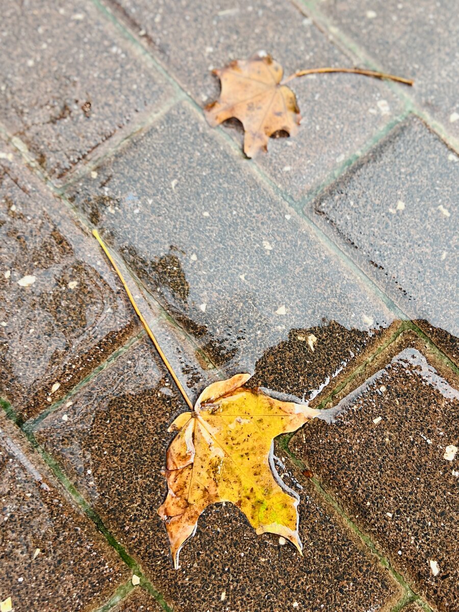 По дороге на работу. 