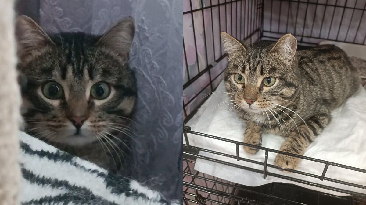 курс история и котики. рассказ от кота. курс история и котики. кошачьи истории книга. кот в картинах исторических.