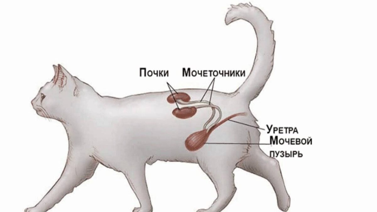 Мочекаменная болезнь у котов (МКБ) вызвана нарушением обмена веществ, при котором в мочевыводящих путях образуются песок или камни.-2