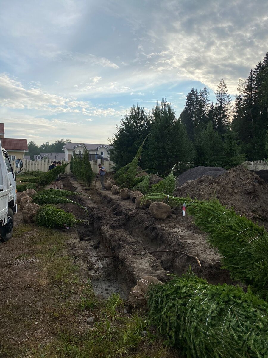 Посадка живой изгороди в Карелии 1.