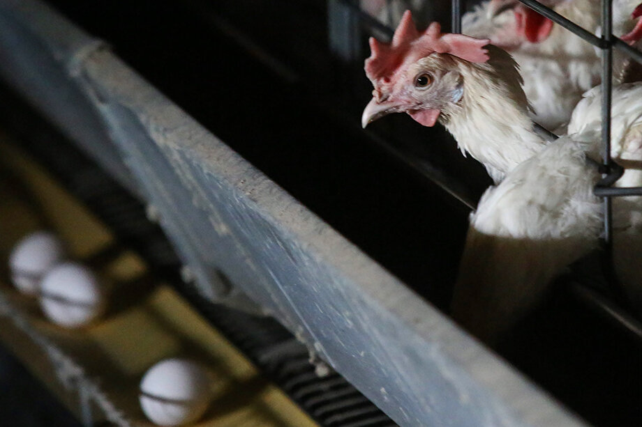 Птицеводы разрабатывают способы подавления инстинкта насиживания у птиц. Фото: Денис Абрамов/ТАСС