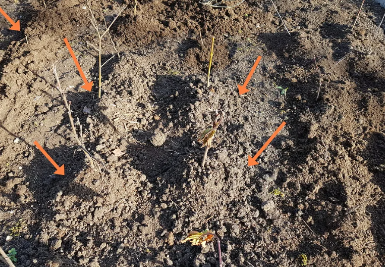 Снег однокоренные слова. Снеговой корень. Родственные слова снег - снежинки. Снеговой корень. Снег с суффиксом.