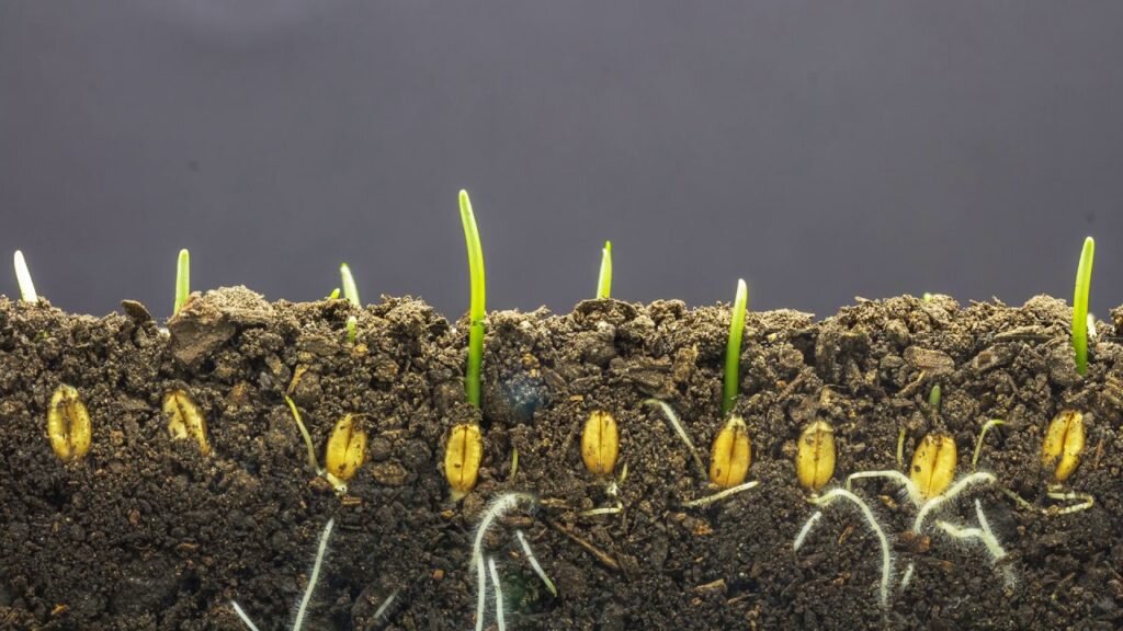 Посевные стимуляторы на основе аминокислот