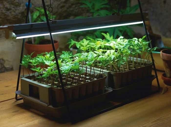 13 способов ускорить прорастание семян: легкие и эффективные методы