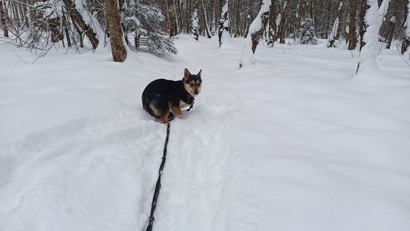 Маленькая молодая собачка за год так и не встретила своего Человека