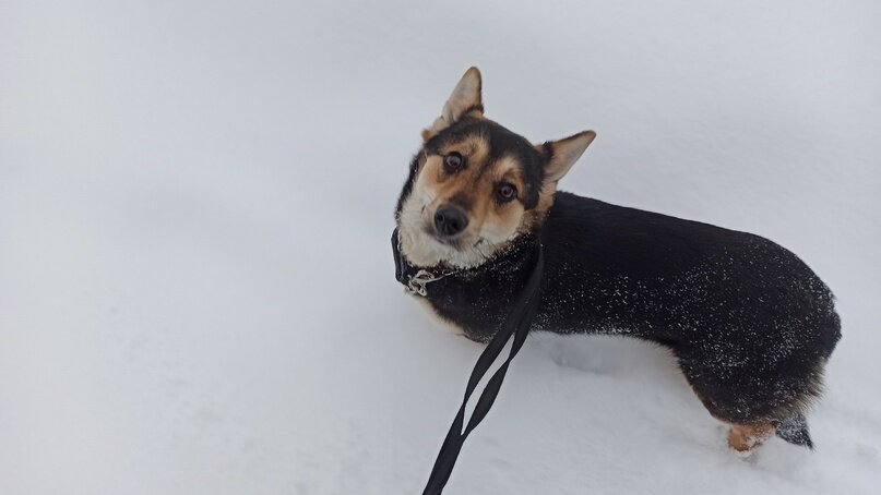 Красивые щенки. Милый щенок. Домашняя собака. Красивые собаки. Начнем собачек.