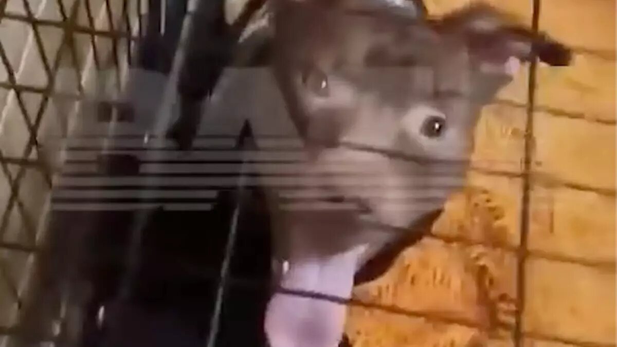     Между жителями Братска Иркутской области начался настоящий кровавый скандал. Горожане жалуются на агрессивного пса их соседки, который уже дважды напал на людей: сначала на пенсионерку, а потом на ее дочь. Владелица собаки, наоборот, возмущена поведением «недобрых» соседей.