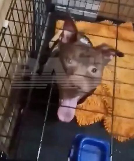 Питбультерьер, из-за которого между жителями Братска начался конфликт. Фото: Baza