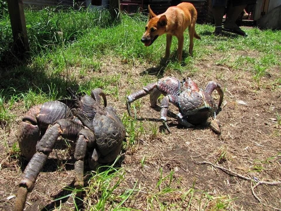 Слышь, пёс, ты пришёл не в тот район!