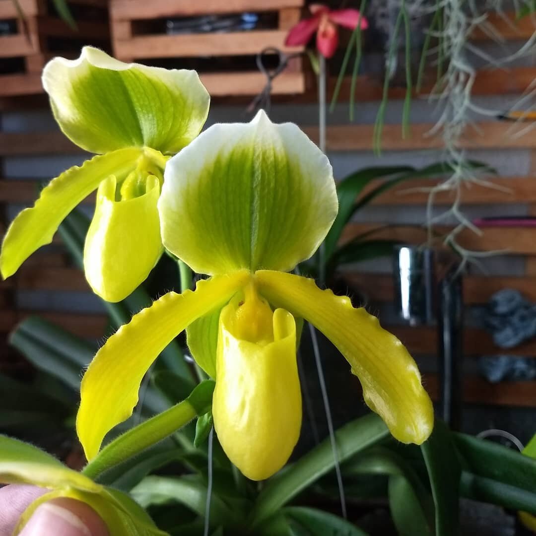 фаленопсис монро. азиатские орхидеи. орхидея фаленопсис шанхай. фаленопсис compilation. азиатские орхидеи.