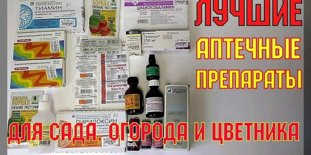 Таблетки и лекарства на страже урожая: дешевые средства из аптеки, которые могут пригодиться в садово-огородных делах
