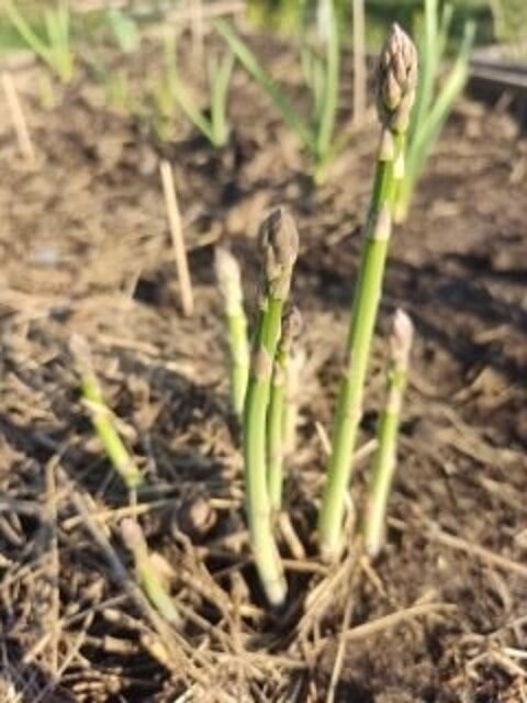 Моя спаржа на грядке