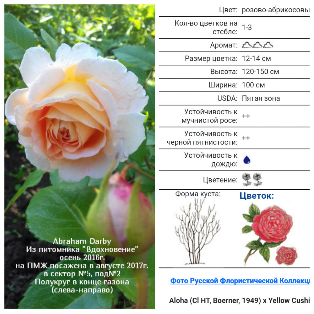 мило на английском. жидкое крем-мыло 500мл английский десерт с клубникой запасной блок. мытый на английском. мыло на английском. мытый на английском.