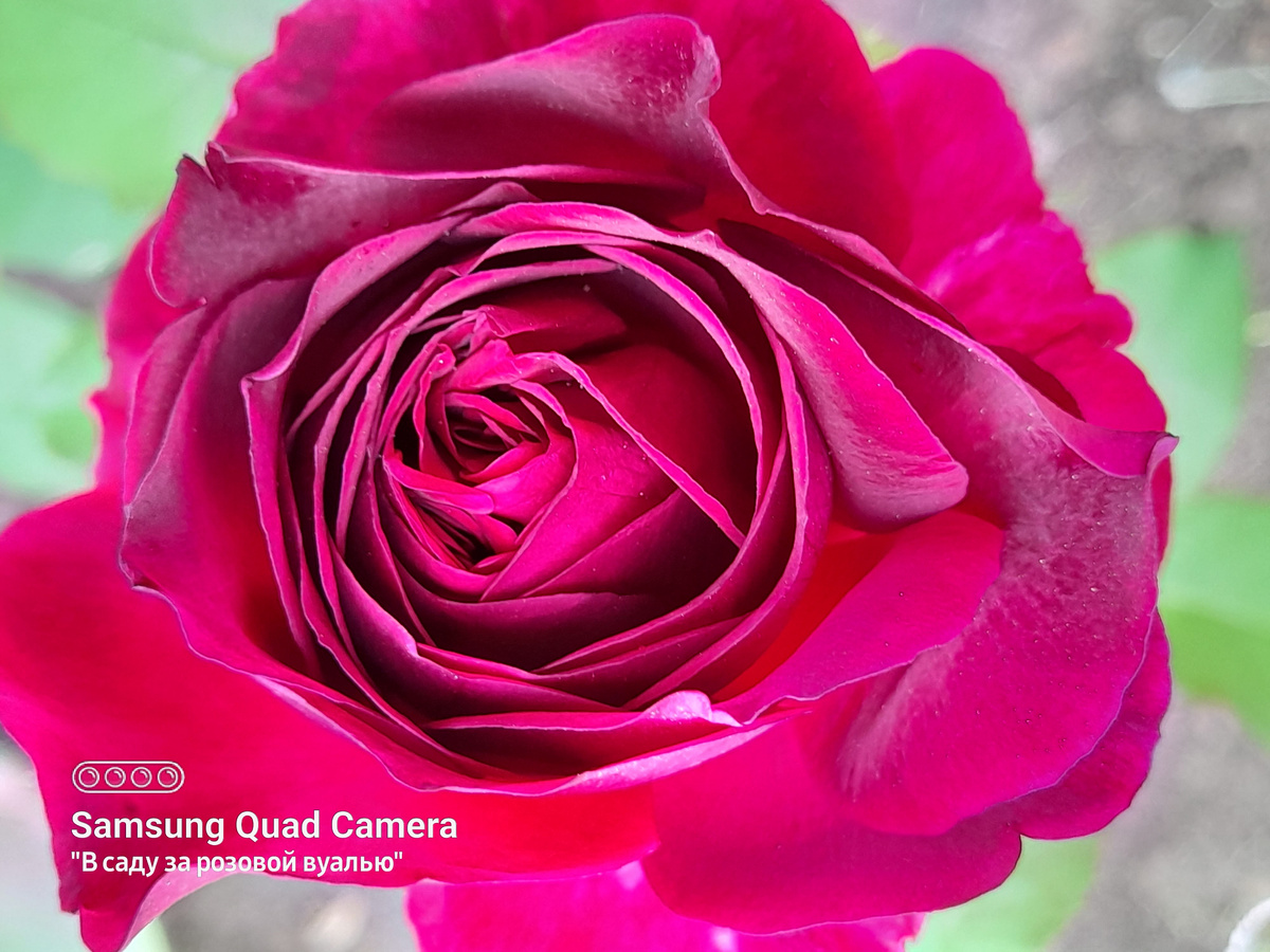 .Munstead Wood,Austin,2007,Английские розы