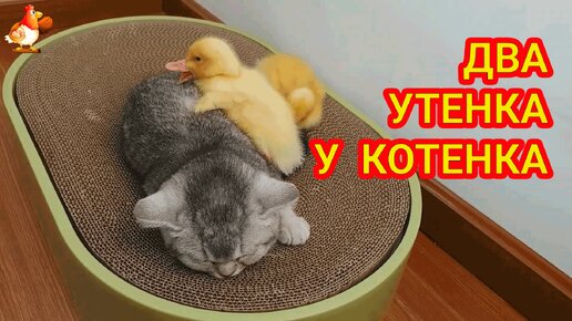 У Котенка два Утенка 🥰 Милота маленьких пуховых и шерстяного карапузов 🤗 Отдых втроем и сладкий сон 🥱