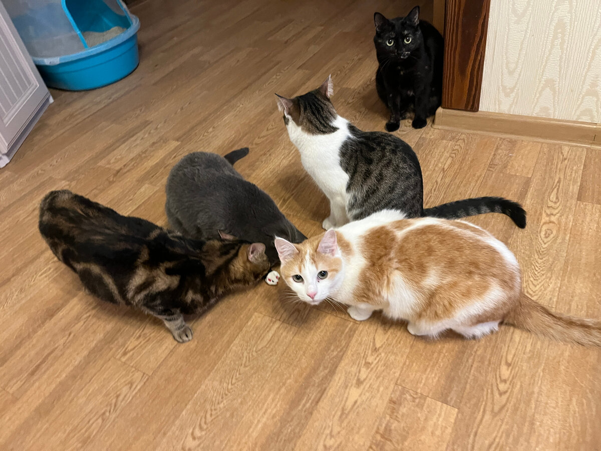 скелет слона строение. чем больше узнаю людей тем больше. измерь свой зверь. высказывания об отношении к животным. цитаты с животными.