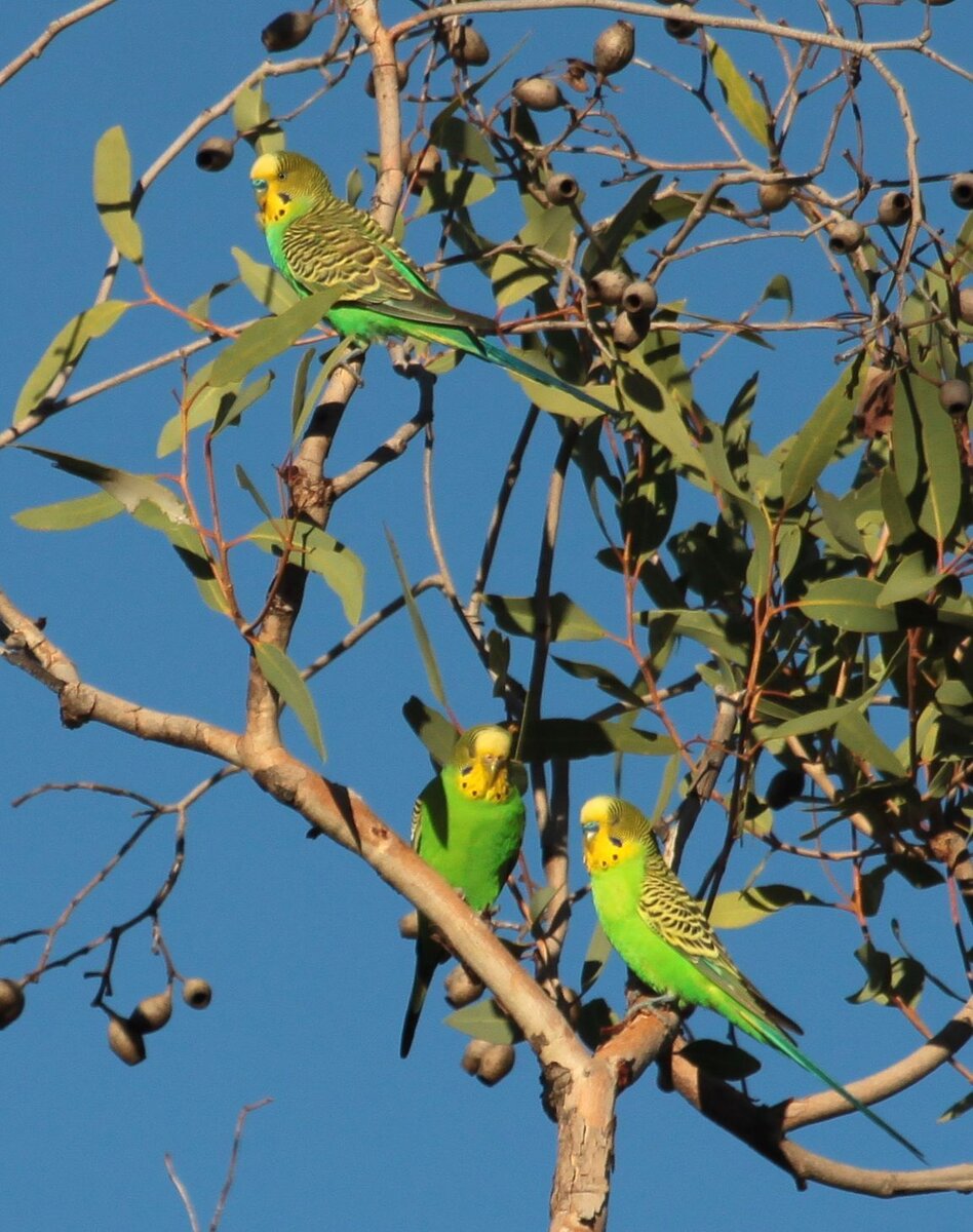 Волнистые попугаи на воле