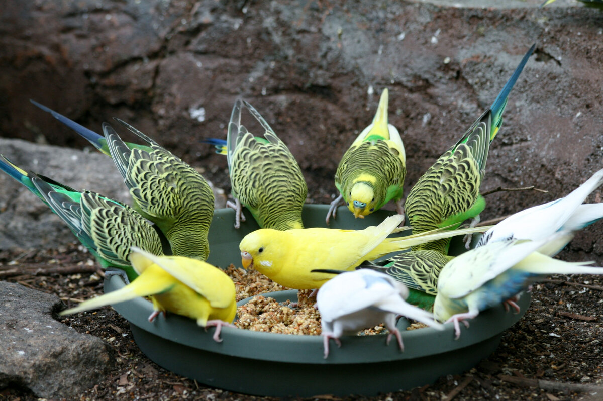 Чириканье волнистых попугаев. Пение волнистых попугаев слушать для попугая волнистого. Пение волнистых попугайчиков. Пение волнистых попугайчиков. Пение волнистых попугайчиков.