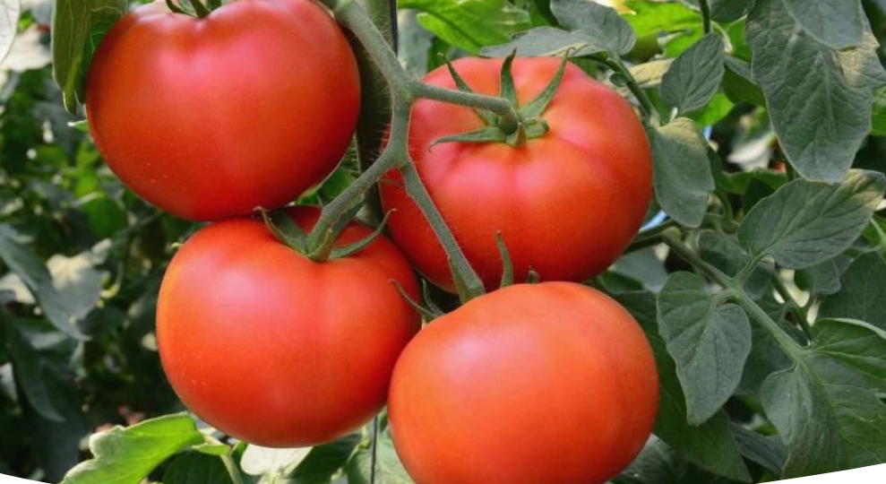 Сорта томатов для Подмосковья: ранние, вкусные, урожайные