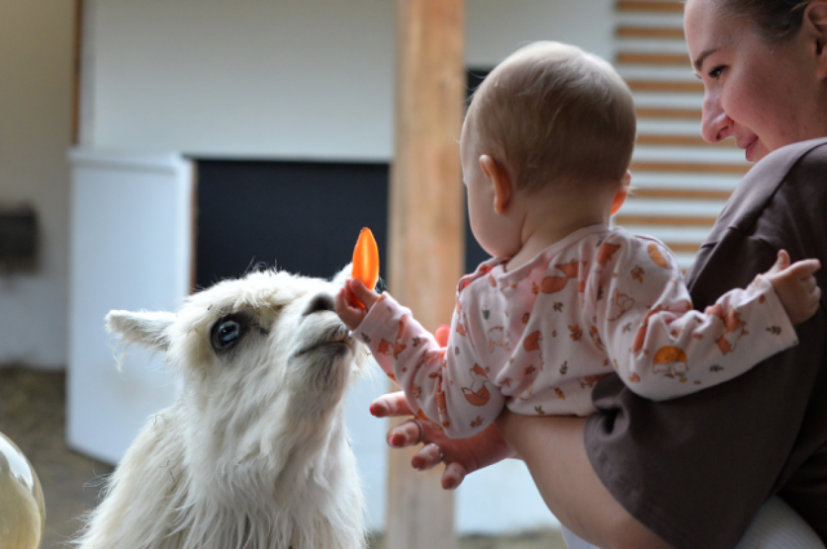    В парке альпак в Сочи родился первый детеныш