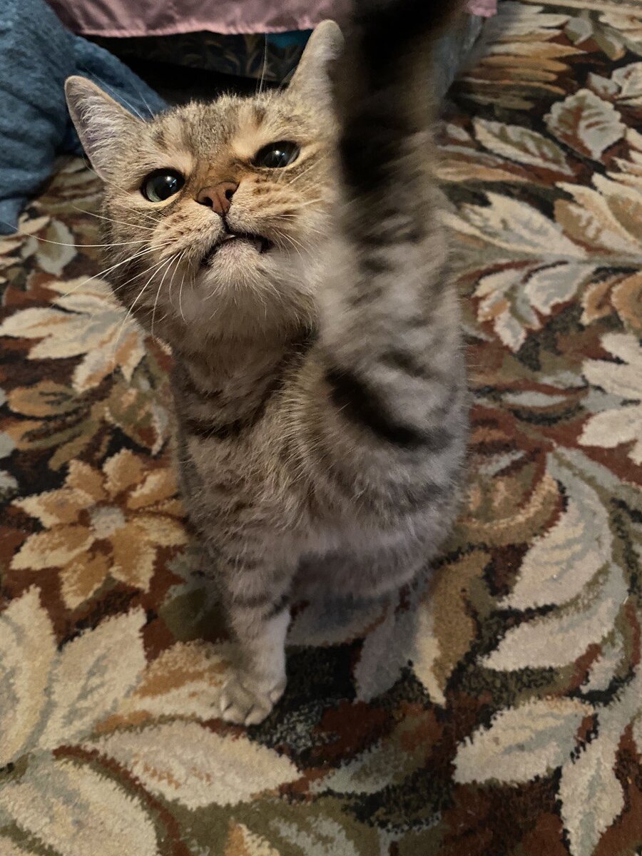 Главный герой статьи 🐈