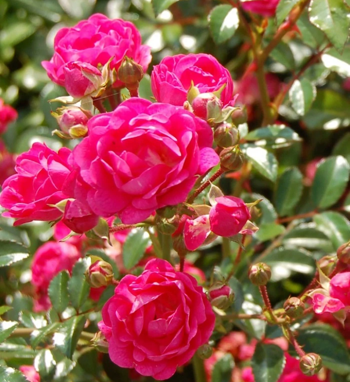 Выбирает розу. Роза чайно-гибридная микс. Какие розы выбрать. Флорист подрезает цветы. Какие розы выбрать.