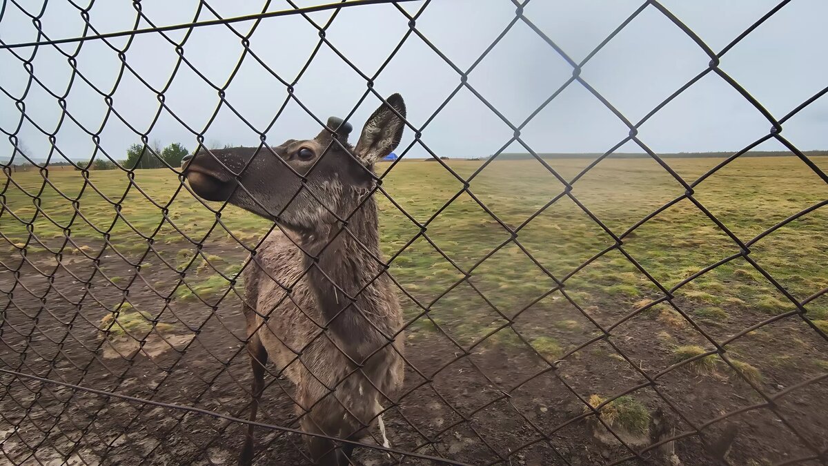 В Тюменской области заметили большое стадо косуль. ВИДЕО | nashgorod.ru |  Дзен